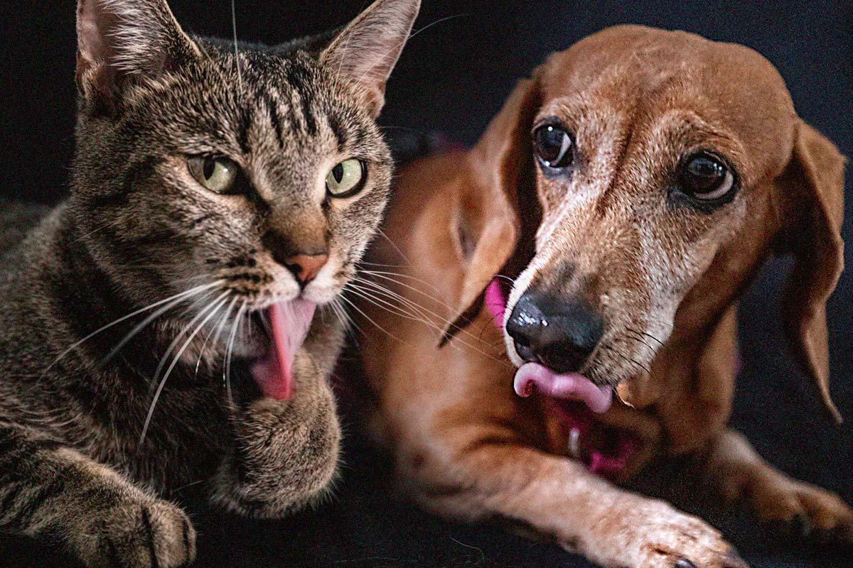 Katze "Jana" und Hund "Gina"; Fotos: MVÖ