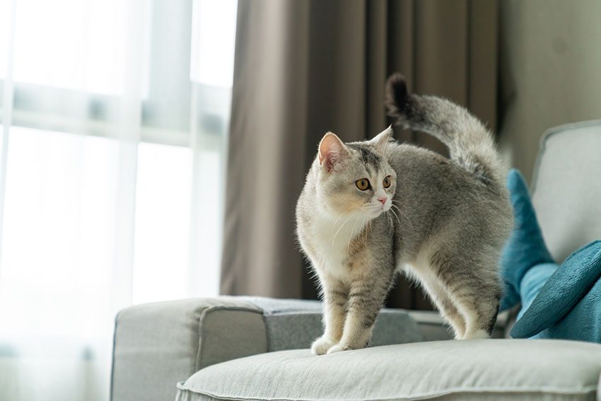 Welche Haustiere sind in Wohnungen erlaubt? (c) AdobeStock